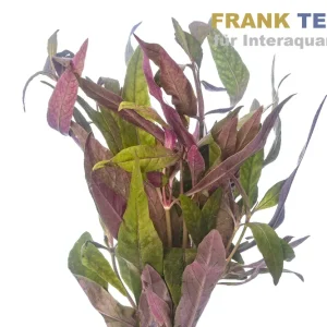 Finale Aktion Sitzendes Papageienblatt, Alternanthera sessilis, Bund